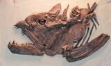 Fossil Xiphactinus Skull - Terror Of The Inland Seaway #31440-1